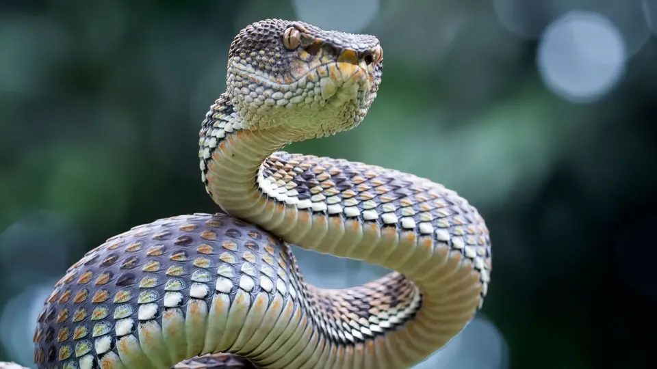 Iran’s MuddyWater Intensifies Espionage: Advanced Toolset Hits Israel and Egypt